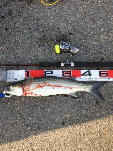 今日は、昨日より風強いいいい＾＾＾